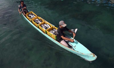 Potensi Ikan Tangkap di Indonesia Mencapai 12,01 Juta Ton Per Tahun