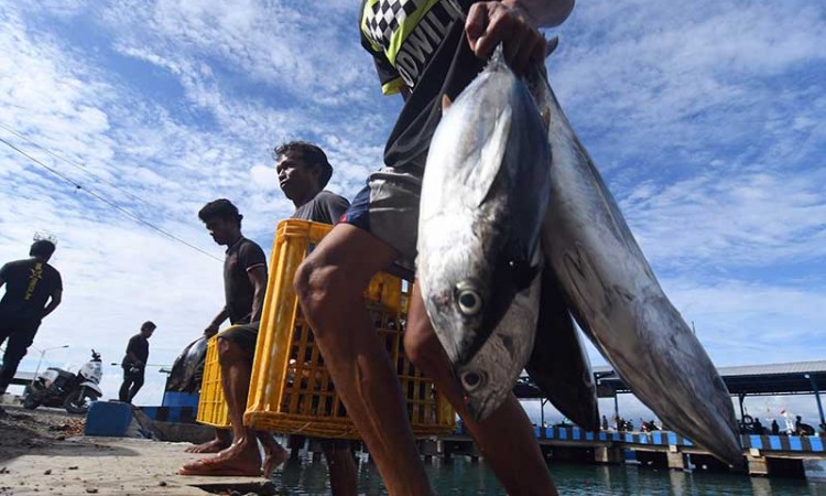 Potensi Ikan Tangkap di Indonesia Mencapai 12,01 Juta Ton Per Tahun