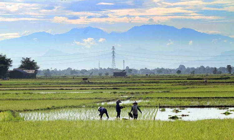 SPI Minta Pemerintah Merevisi HPP Gabah Menjadi Rp5.500