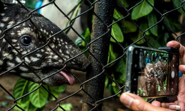 Kelahiran Anak Tapir Tenuk Lengkapi Koleksi di Bandung Zoological Garden