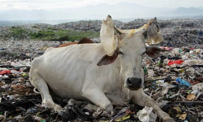 Marak Wabah PMK, Pengembalaan Sapi di Tempat Pembuangan Sampah Masih Belum Dilarang