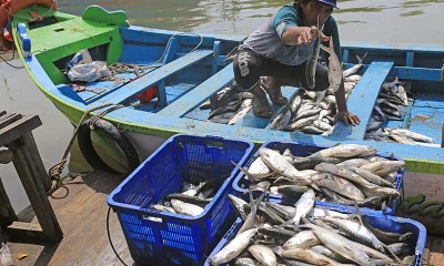 Petambak Ikan Bandeng di Indramayu Terpaksa Panen Lebih Awal Akibat Banjir Rob