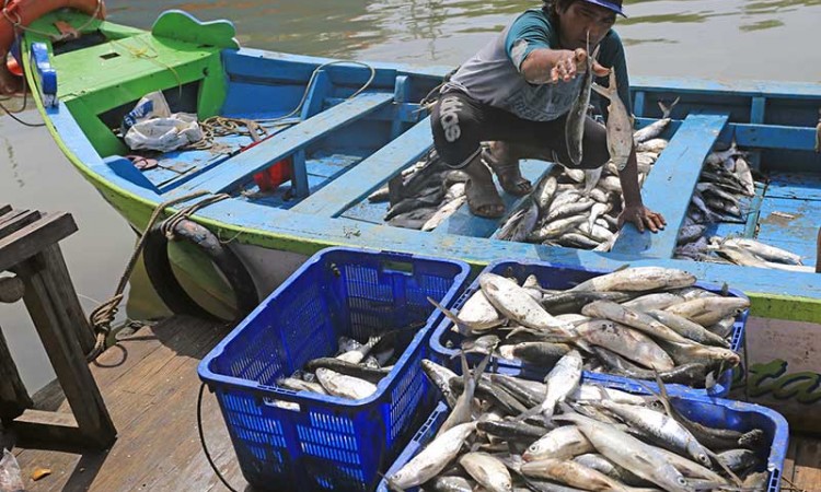 Petambak Ikan Bandeng di Indramayu Terpaksa Panen Lebih Awal Akibat Banjir Rob