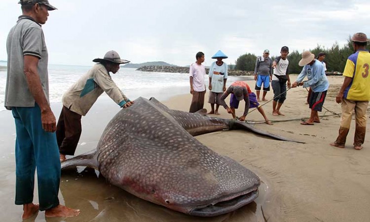 Seekor Hiu Pasu Mati Akibat Tersangkut Jaring Nelayan di Sumatra Barat
