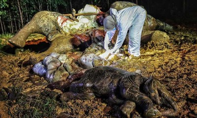 Gajah Sumatra Yang Mengandung 22 Bulan Ditemukan Mati di Kawasan Konsesi PT Riau Abadi Lestari