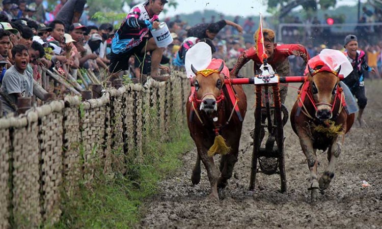 Kejuaran Karapan Sapi Piala Bupati Sampang di Madura