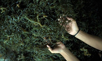 Harga Rumput Laut di Wakatobi Mencapai Rp32.000 Per Kilogram