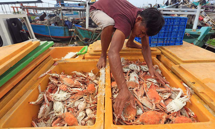 Harga Ranjungan Anjlok Menjadi Rp60.000 Perkilogram Akibat Permintaan Ekspor Berkurang