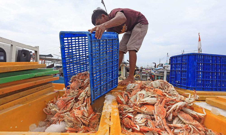 Harga Ranjungan Anjlok Menjadi Rp60.000 Perkilogram Akibat Permintaan Ekspor Berkurang