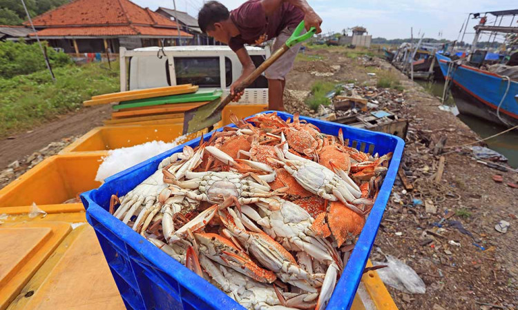 Harga Ranjungan Anjlok Menjadi Rp60.000 Perkilogram Akibat Permintaan Ekspor Berkurang