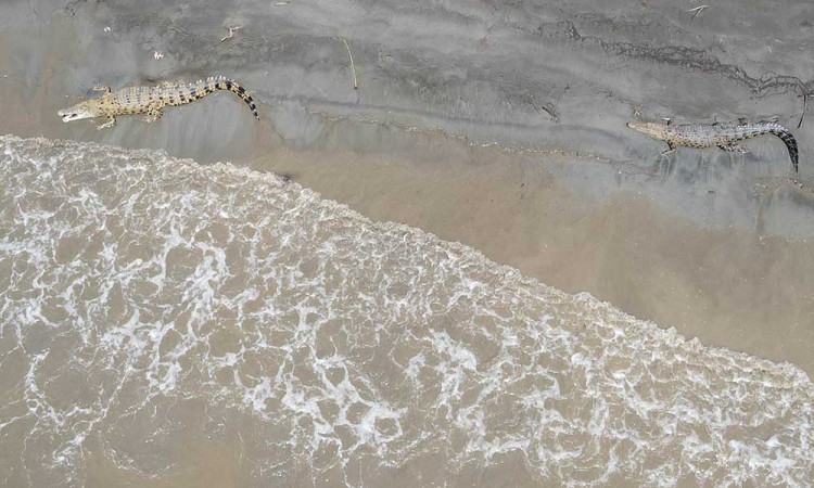 Sejumlah Buaya Berjemur di Muara Sungai di Palu