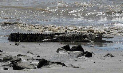 Sejumlah Buaya Berjemur di Muara Sungai di Palu