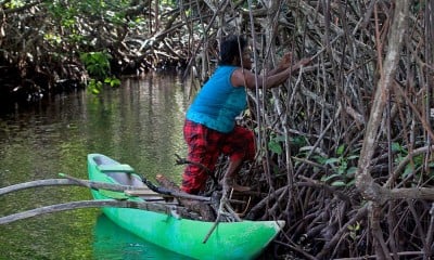 Hutan Bakau Perempuan di Jayapura Hanya Boleh Dimasuki Kaum Perempuan