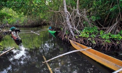 Hutan Bakau Perempuan di Jayapura Hanya Boleh Dimasuki Kaum Perempuan