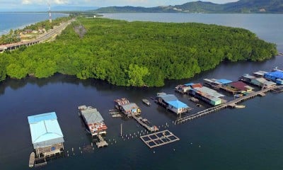 Hutan Bakau Perempuan di Jayapura Hanya Boleh Dimasuki Kaum Perempuan