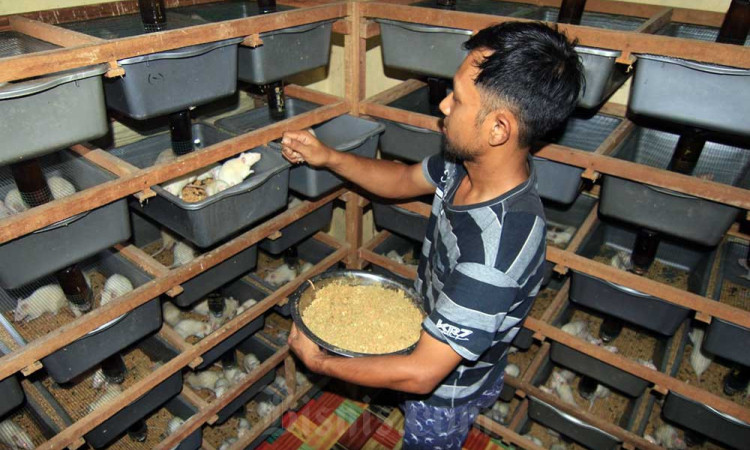 Budidaya Mencit dan Tikus Putih Beromzet Puluhan Juta Rupiah