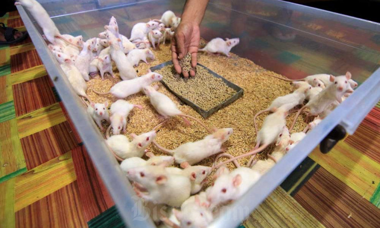 Budidaya Mencit dan Tikus Putih Beromzet Puluhan Juta Rupiah