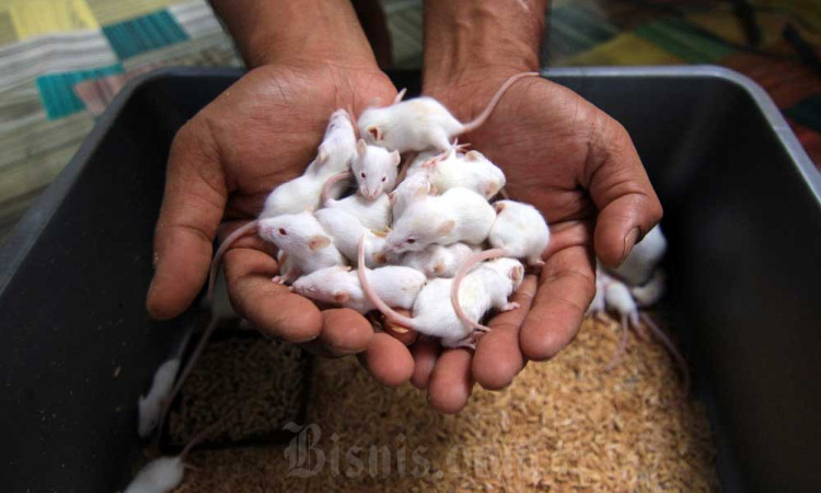 Budidaya Mencit dan Tikus Putih Beromzet Puluhan Juta Rupiah