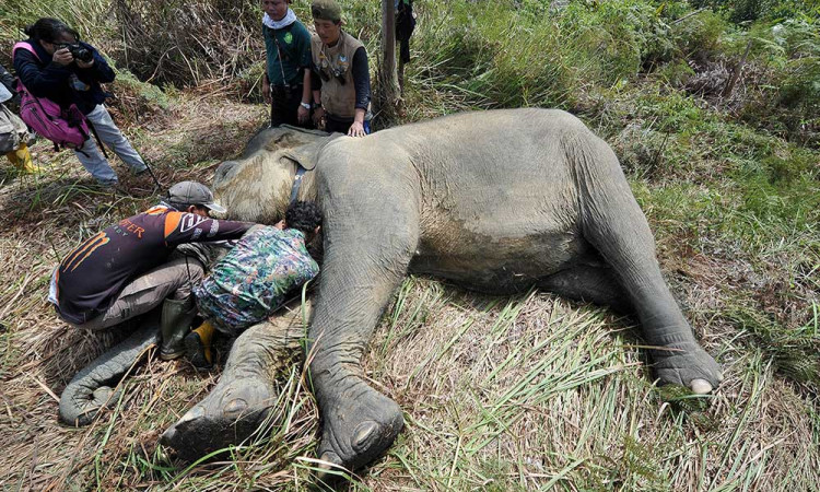 BKSDA Jambi Memasang Kalung GPS Kepada Seekor Gajah Sumatra