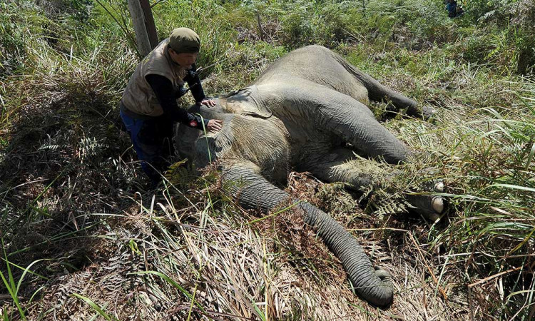 BKSDA Jambi Memasang Kalung GPS Kepada Seekor Gajah Sumatra