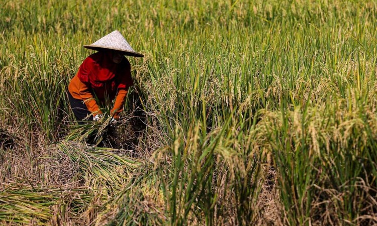 Stok Beras Dalam Negeri Surplus, Kementrian Pertanian Berencana Ekspor