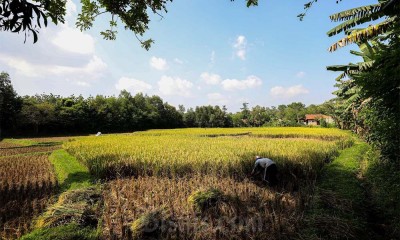 Stok Beras Dalam Negeri Surplus, Kementrian Pertanian Berencana Ekspor