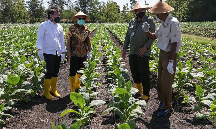 Sampoerna Jalankan Program Kemitraan Dengan Petani Tembakau