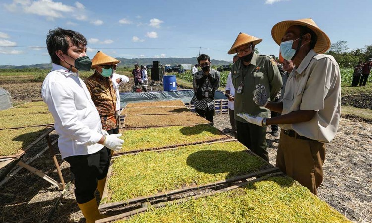 Sampoerna Jalankan Program Kemitraan Dengan Petani Tembakau