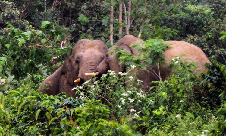 Gajah Liar di Aceh Memasuki Perkebunan Kopi Warga