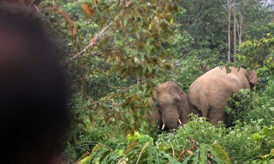 Gajah Liar di Aceh Memasuki Perkebunan Kopi Warga