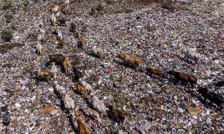 Sapi Pemakan Sampah di Tasikmalaya Mulai Dijual Jelang Idul Adha