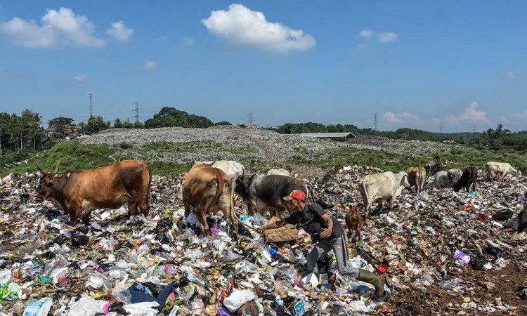 Sapi Pemakan Sampah di Tasikmalaya Mulai Dijual Jelang Idul Adha