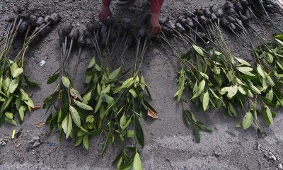 Perkecil Resiko Bencana Alam, Relawan Menanam 2.000 Bibit Mangrove di Palu