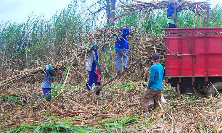 Pemerintah Berikan Subsidi Gula Tebu Kepada Petani Sebesar Rp1.000 Per Kilogram