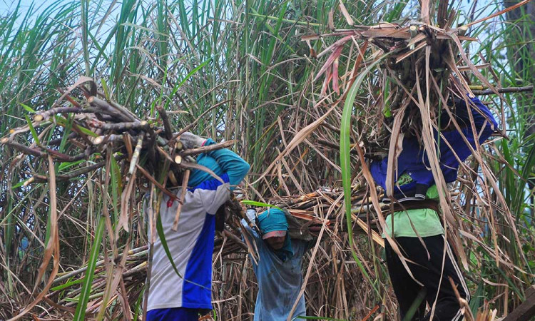 Pemerintah Berikan Subsidi Gula Tebu Kepada Petani Sebesar Rp1.000 Per Kilogram