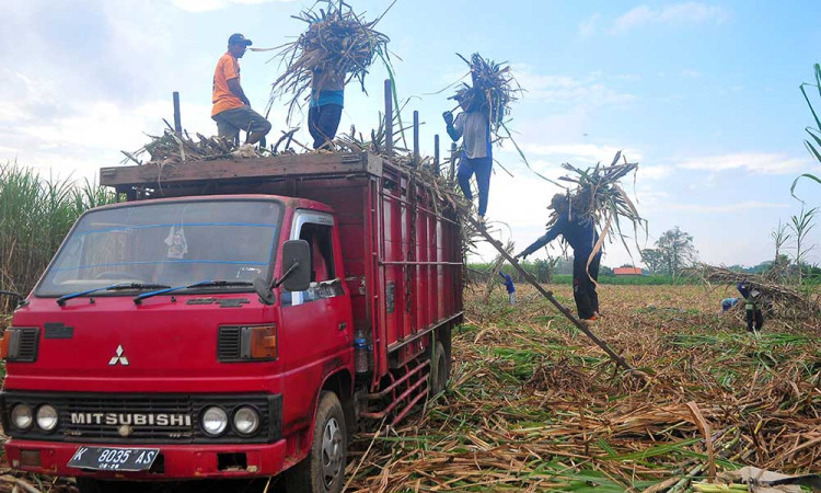 Pemerintah Berikan Subsidi Gula Tebu Kepada Petani Sebesar Rp1.000 Per Kilogram