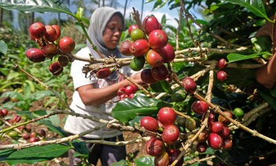 Harga Kopi Arabika Melonjak Karena Tingginya Permintaan Pasar