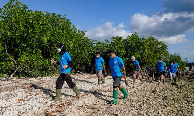 Karyawan Traveloka Tanam Bibit Bakau di Hutan Mangrove Buleleng Bali