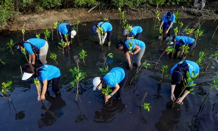 Karyawan Traveloka Tanam Bibit Bakau di Hutan Mangrove Buleleng Bali