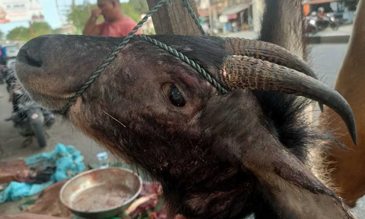 Kambing Hutan Sumatra Tetap Diburu dan Dijual Meski Termasuk Satwa Yang Dilindungi