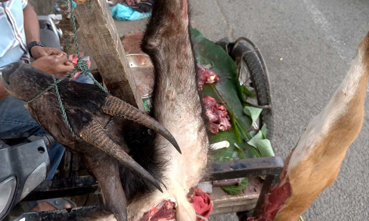 Kambing Hutan Sumatra Tetap Diburu dan Dijual Meski Termasuk Satwa Yang Dilindungi