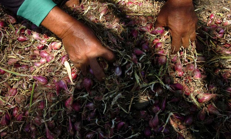 Harga Bawang Merah di Tingkat Petani Anjlok Hingga Rp25.000 Per Kilogram