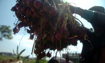 Harga Bawang Merah di Tingkat Petani Anjlok Hingga Rp25.000 Per Kilogram