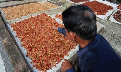 Harga Bunga Pala di Tingkat Petani Mulai Membaik