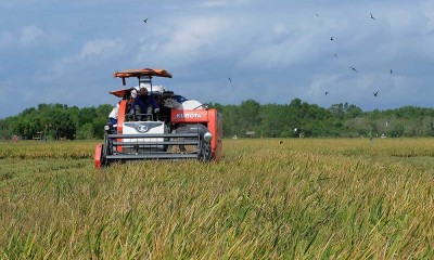 Petani Mulai Menggunakan Mesin Pemanen Padi Karena Lebih Efisien