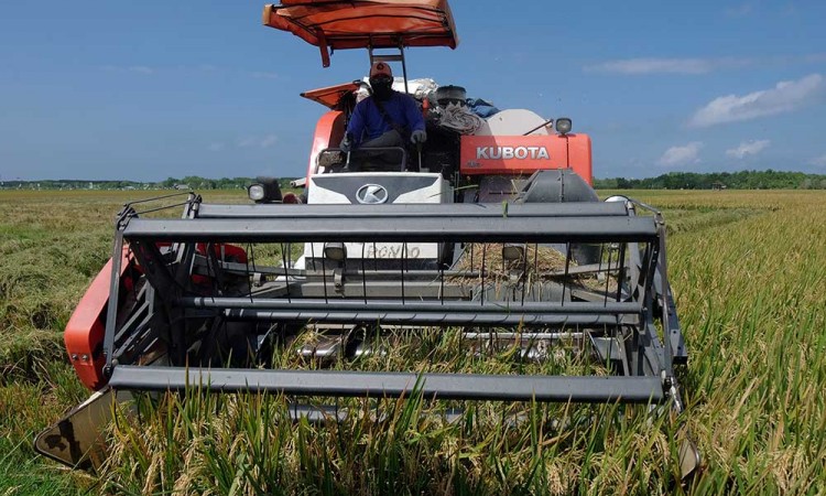 Petani Mulai Menggunakan Mesin Pemanen Padi Karena Lebih Efisien