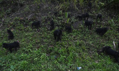 Populasi Kera Hitam Sulawesi Mengalami Peningkatan