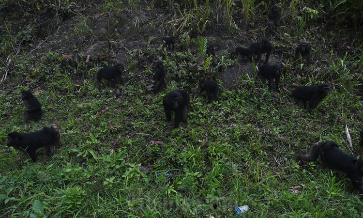 Populasi Kera Hitam Sulawesi Mengalami Peningkatan