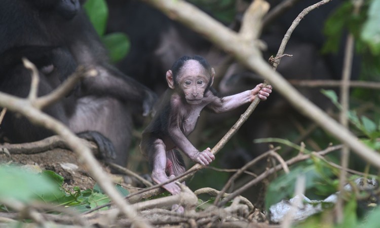 Populasi Kera Hitam Sulawesi Mengalami Peningkatan