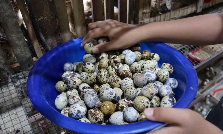 Peternak Burung Puyuh di Aceh Mampu Memproduksi Hingga 950 Telur Per Hari